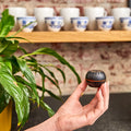 A hand holds the Shelly USA Shelly H&T Black, a compact round Wi-Fi humidity monitor, in front of shelves with white and blue-patterned teacups. A green leafy plant is visible on the left.